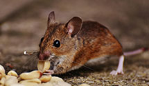 24 Hour & Emergency Exterminators in Minturn, ME